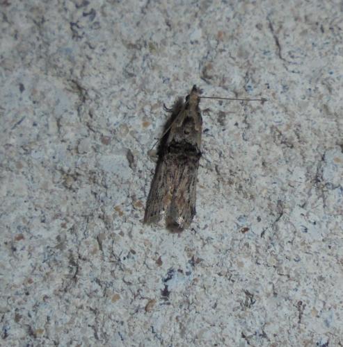 Réf. 304 193 : Nephopterix angustella